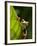 Red-eyed tree frog on leaf-Paul Souders-Framed Photographic Print