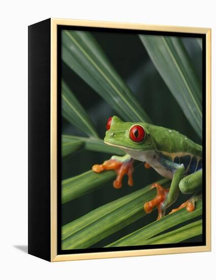 Red Eyed Tree Frog on Plant-null-Framed Premier Image Canvas
