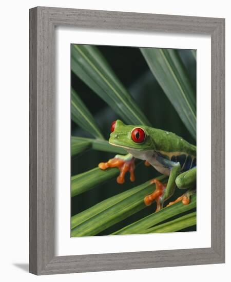 Red Eyed Tree Frog on Plant-null-Framed Photographic Print