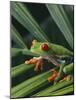 Red Eyed Tree Frog on Plant-null-Mounted Photographic Print