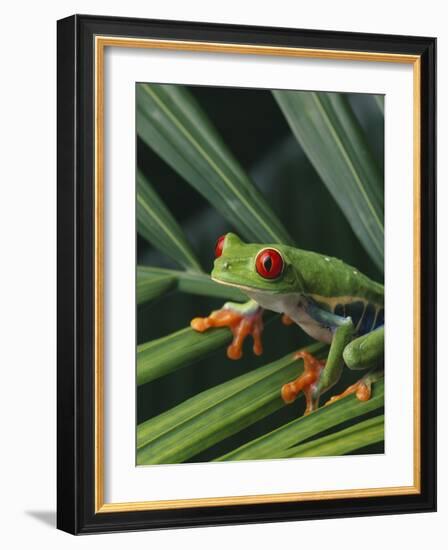 Red Eyed Tree Frog on Plant-null-Framed Photographic Print