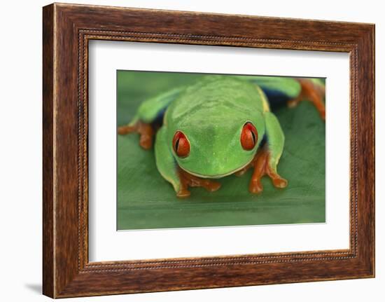 Red Eyed Tree Frog on Plant-DLILLC-Framed Photographic Print