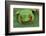 Red Eyed Tree Frog on Plant-DLILLC-Framed Photographic Print