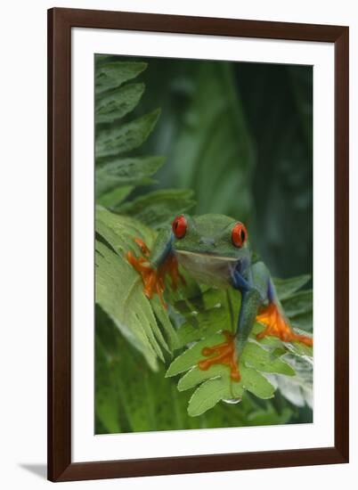 Red Eyed Tree Frog on Plant-DLILLC-Framed Photographic Print