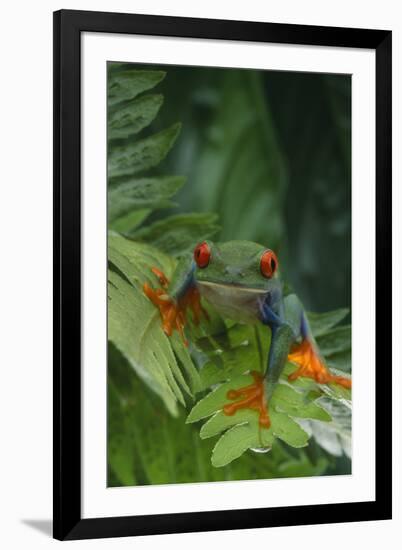 Red Eyed Tree Frog on Plant-DLILLC-Framed Photographic Print