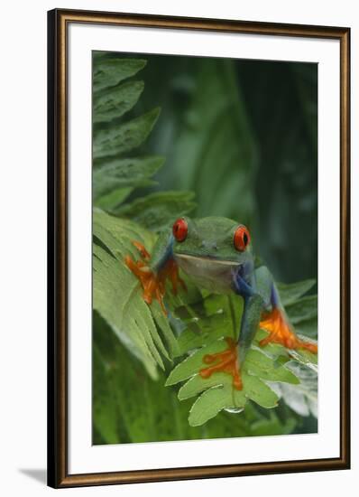 Red Eyed Tree Frog on Plant-DLILLC-Framed Photographic Print