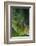 Red Eyed Tree Frog on Plant-DLILLC-Framed Photographic Print