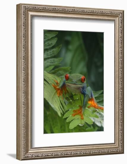 Red Eyed Tree Frog on Plant-DLILLC-Framed Photographic Print