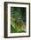 Red Eyed Tree Frog on Plant-DLILLC-Framed Photographic Print