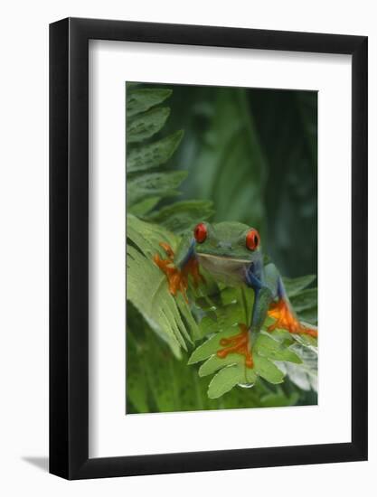 Red Eyed Tree Frog on Plant-DLILLC-Framed Photographic Print