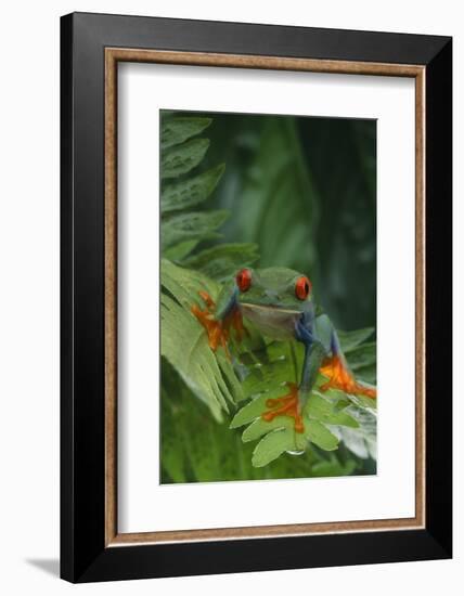 Red Eyed Tree Frog on Plant-DLILLC-Framed Photographic Print