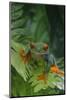 Red Eyed Tree Frog on Plant-DLILLC-Mounted Photographic Print