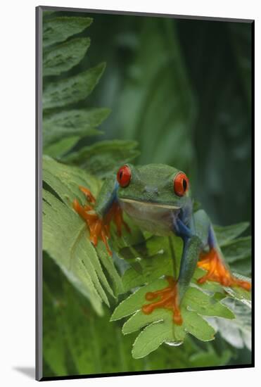 Red Eyed Tree Frog on Plant-DLILLC-Mounted Photographic Print