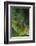 Red Eyed Tree Frog on Plant-DLILLC-Framed Photographic Print