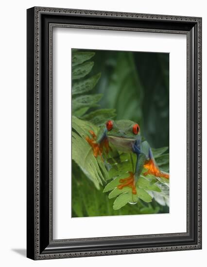 Red Eyed Tree Frog on Plant-DLILLC-Framed Photographic Print