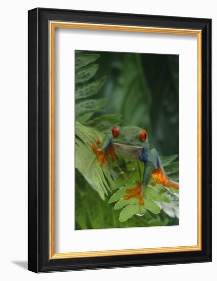 Red Eyed Tree Frog on Plant-DLILLC-Framed Photographic Print