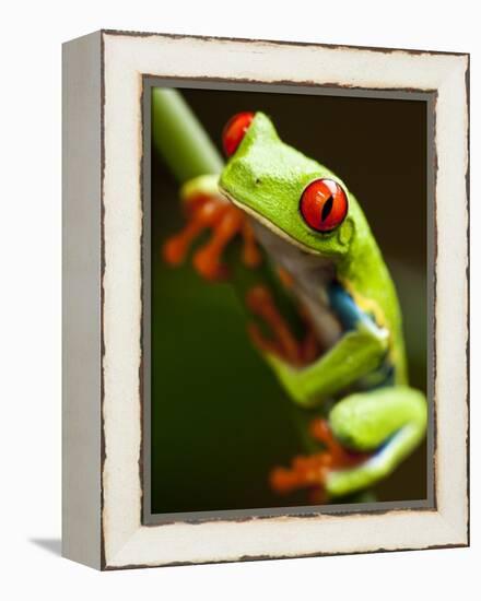 Red-eyed tree frog on stem-Paul Souders-Framed Premier Image Canvas