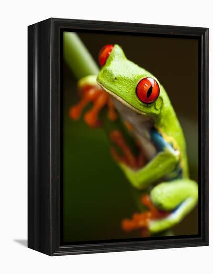 Red-eyed tree frog on stem-Paul Souders-Framed Premier Image Canvas