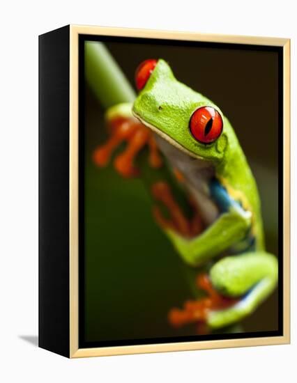 Red-eyed tree frog on stem-Paul Souders-Framed Premier Image Canvas