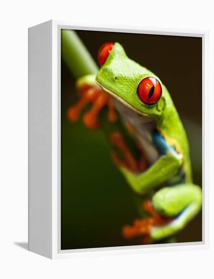 Red-eyed tree frog on stem-Paul Souders-Framed Premier Image Canvas