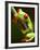 Red-eyed tree frog on stem-Paul Souders-Framed Photographic Print