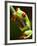 Red-eyed tree frog on stem-Paul Souders-Framed Photographic Print