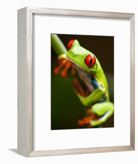 Red-eyed tree frog on stem-Paul Souders-Framed Photographic Print