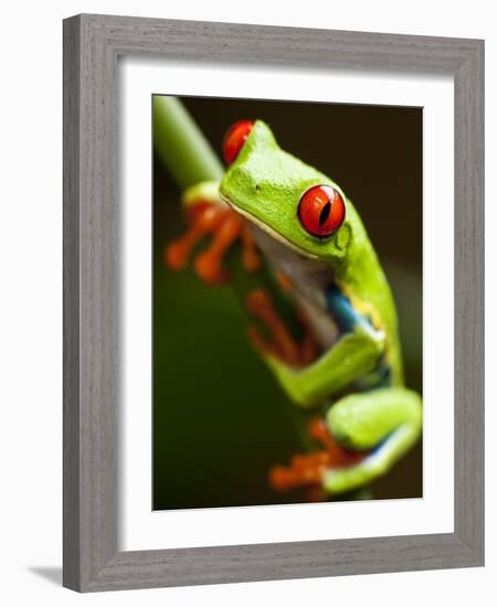 Red-eyed tree frog on stem-Paul Souders-Framed Photographic Print