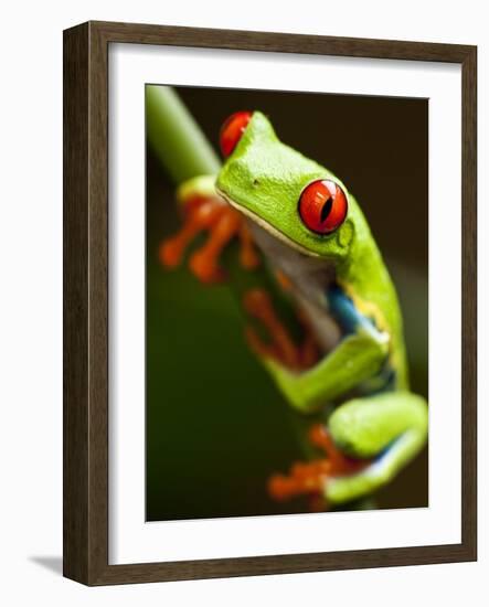 Red-eyed tree frog on stem-Paul Souders-Framed Photographic Print