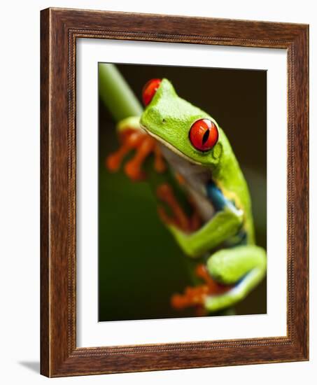 Red-eyed tree frog on stem-Paul Souders-Framed Photographic Print