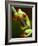 Red-eyed tree frog on stem-Paul Souders-Framed Photographic Print