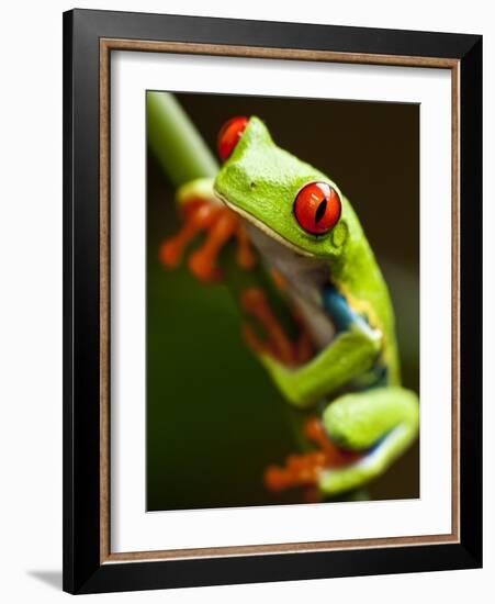 Red-eyed tree frog on stem-Paul Souders-Framed Photographic Print