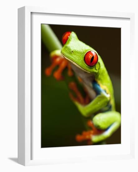 Red-eyed tree frog on stem-Paul Souders-Framed Photographic Print