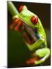 Red-eyed tree frog on stem-Paul Souders-Mounted Photographic Print