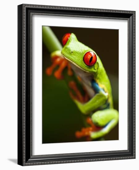 Red-eyed tree frog on stem-Paul Souders-Framed Photographic Print