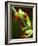 Red-eyed tree frog on stem-Paul Souders-Framed Photographic Print