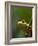 Red-eyed tree frog on stem-Paul Souders-Framed Photographic Print