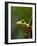 Red-eyed tree frog on stem-Paul Souders-Framed Photographic Print