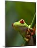 Red-eyed tree frog on stem-Paul Souders-Mounted Photographic Print