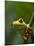 Red-eyed tree frog on stem-Paul Souders-Mounted Photographic Print