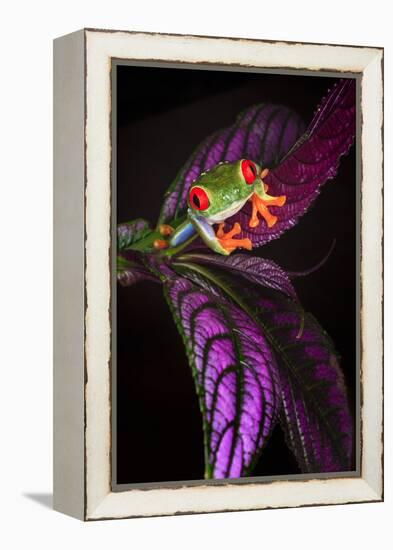 Red-eyed tree frog on tropical leaf-Adam Jones-Framed Premier Image Canvas