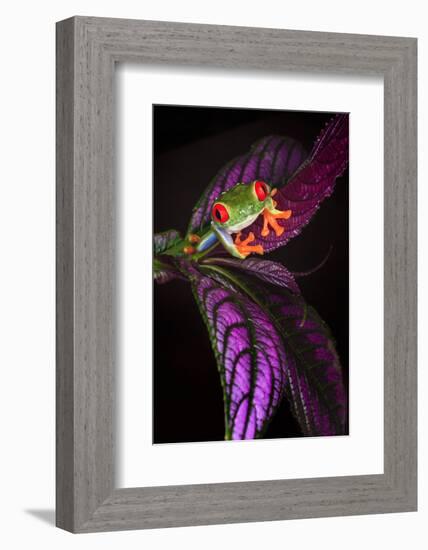 Red-eyed tree frog on tropical leaf-Adam Jones-Framed Photographic Print