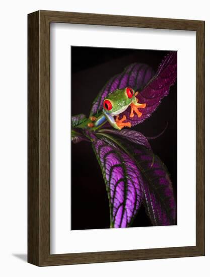 Red-eyed tree frog on tropical leaf-Adam Jones-Framed Photographic Print