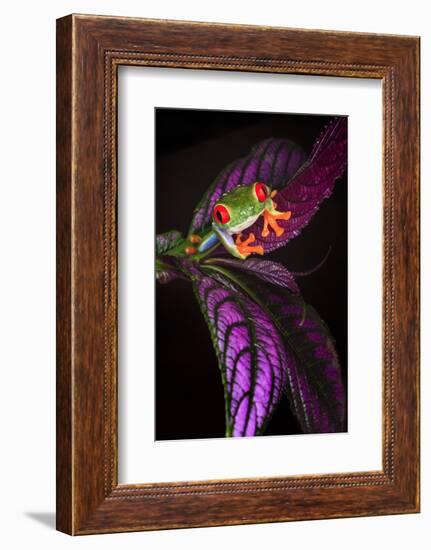 Red-eyed tree frog on tropical leaf-Adam Jones-Framed Photographic Print