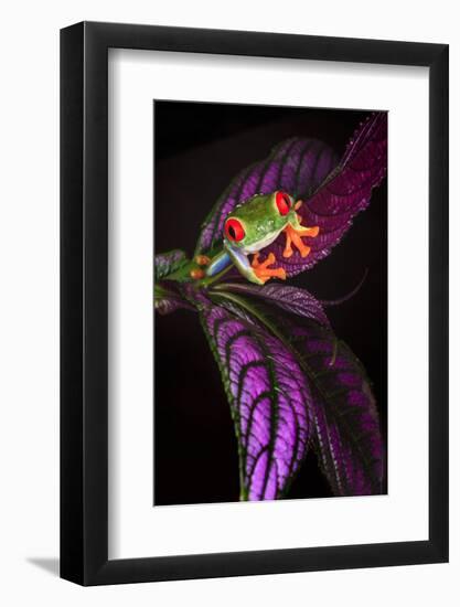 Red-eyed tree frog on tropical leaf-Adam Jones-Framed Photographic Print