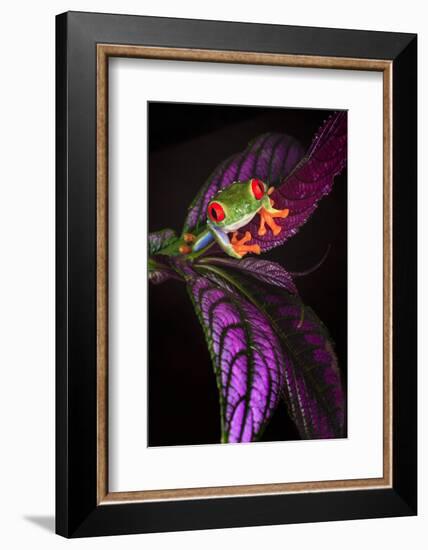 Red-eyed tree frog on tropical leaf-Adam Jones-Framed Photographic Print