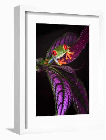 Red-eyed tree frog on tropical leaf-Adam Jones-Framed Photographic Print