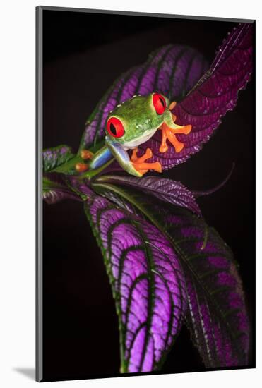 Red-eyed tree frog on tropical leaf-Adam Jones-Mounted Photographic Print