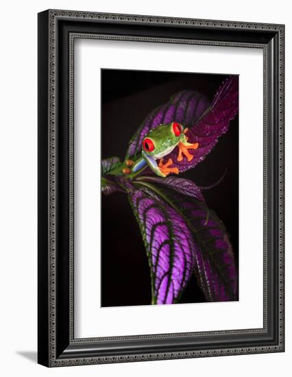 Red-eyed tree frog on tropical leaf-Adam Jones-Framed Photographic Print