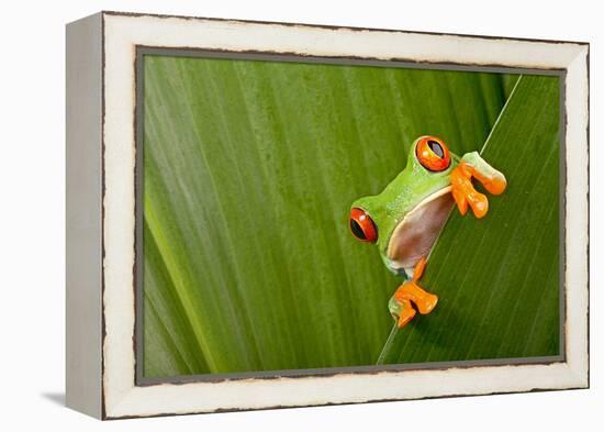 Red Eyed Tree Frog Peeping Curiously Between Green Leafs In Costa Rica Rainforest-kikkerdirk-Framed Premier Image Canvas